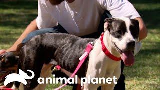 Air Force Veteran Reunited With His Canine Companions | Pit Bulls & Parolees | Animal Planet by Animal Planet 28,542 views 1 month ago 11 minutes, 6 seconds