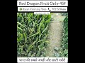 Red Dragon Only 45₹ 🌳 भारत का सबसे अच्छा और सस्ता पौधा #reddragon #dragonfruit