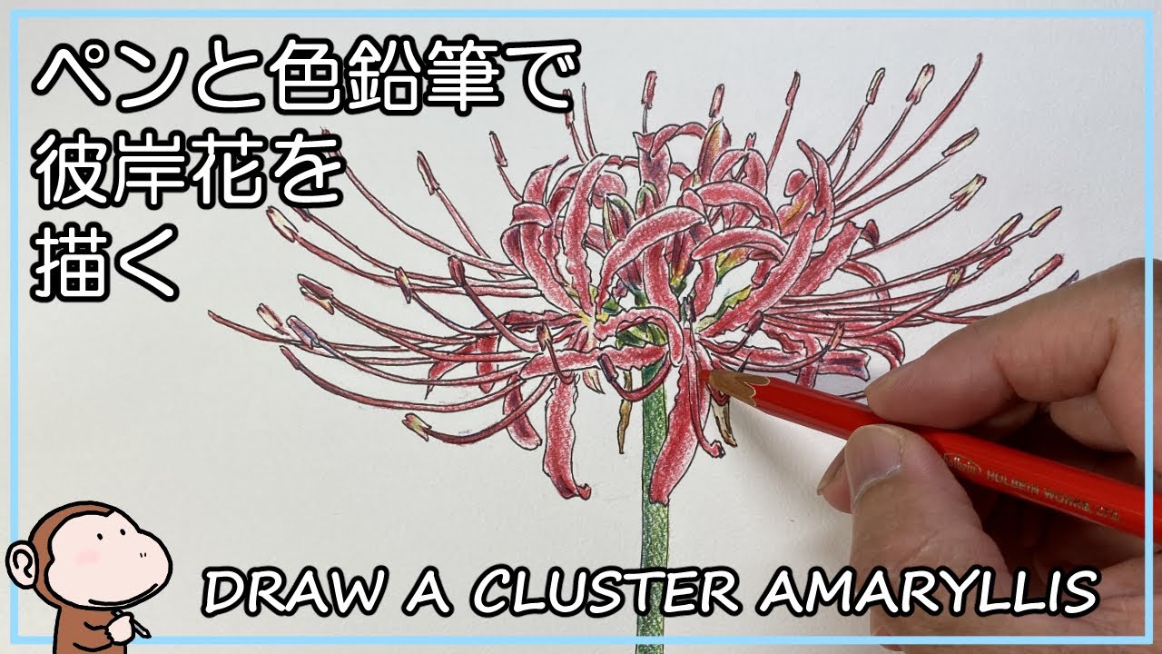 Draw a picture of a cluster amaryllis with a pen and colored
