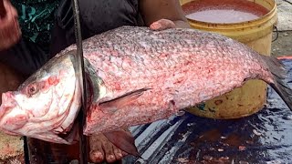 I never seen ll giant Katla fish cutting live in Fishmarket ll how to fish cutting