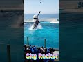 ラビーちゃんスカイロケットサイコ～😍 #Shorts #鴨川シーワールド #シャチパフォーマンス #kamogawaseaworld #シャチショー