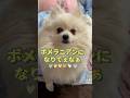 ポメラニアンになりたいなぁ♡ #ポメラニアン