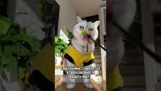 Почему опасно играть лазерной указкой с котом #кот #коты #shorts