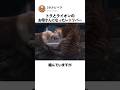 トラとライオンの お母さんになったレトリバー