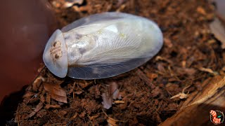 Cucaracha Pimienta Gigante (Archimandrita tessellata) - Cuidados, alimentación, sexaje..etc
