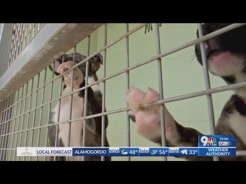 Video: Strep Zoo Outbreak Forces Animal Shelter om de deuren tijdelijk te sluiten