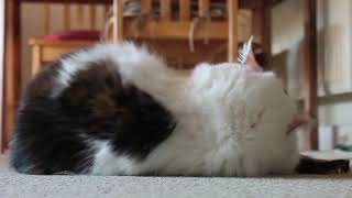 Audrey finally likes catnip! by Thought Train 52 views 2 years ago 2 minutes, 11 seconds
