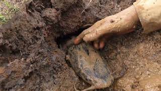 It's amazing hand fishing! catch monster catfish come out from underground by hand a fisherman