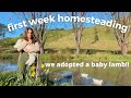 our first week homesteading | we adopted an orphaned lamb