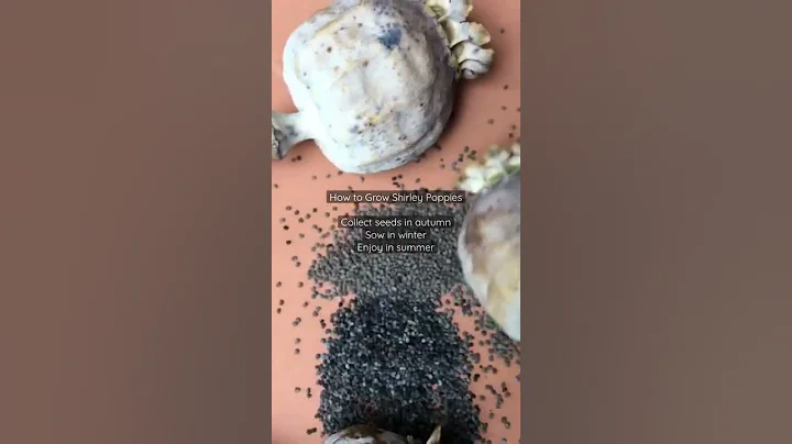 How to Grow Shirley Poppies: Seed to Flower