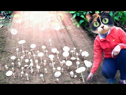 Video: Wie Man Pilze Füllt