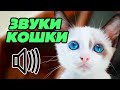 Звук кошки: как мяукают кошки?