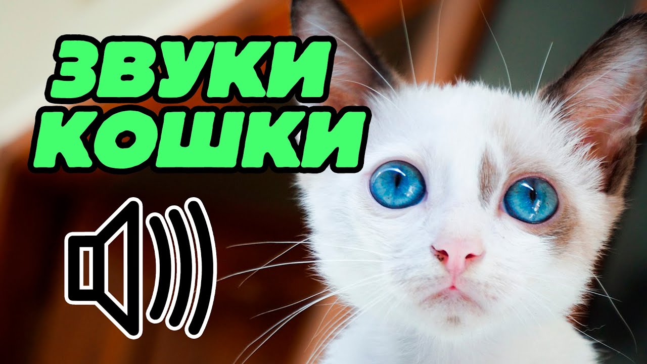Привлекающие звуки для кошек