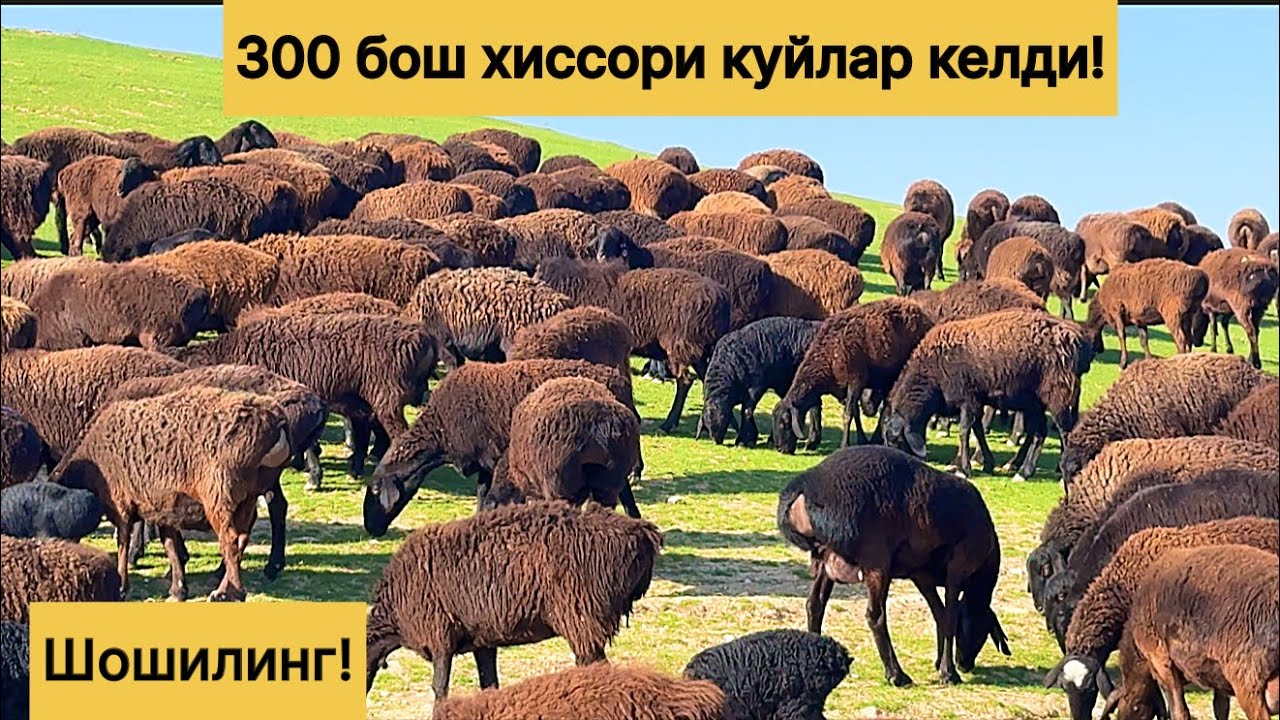 300бош хиссори куйлар! 770031395☎️
