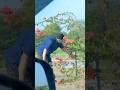 Free Bougainvillea Plants From Highway@Greenworldsunshine