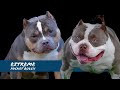 The Extreme Pocket Bully - Top Studs 2022 - ABKC Ch Homicide & King Koopa