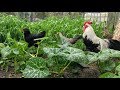 Permaculture haven  food forest for chickens update