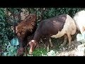 أفضل طريقه للتربية أمهات الاغنام دراسة جدوى مشروع تربيه الاغنام للمبتدئين Sheep Raising