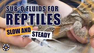 Subcutaneous Fluids for Reptiles