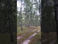 Собирали с папулей грибочки в Чернигове