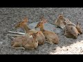 Most fanny cute deer 🦌!!Beautiful Deer video