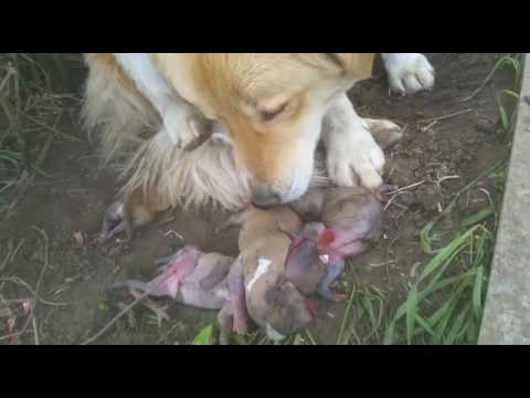 Salma, this poor girl, lost her puppies... stray dogs article