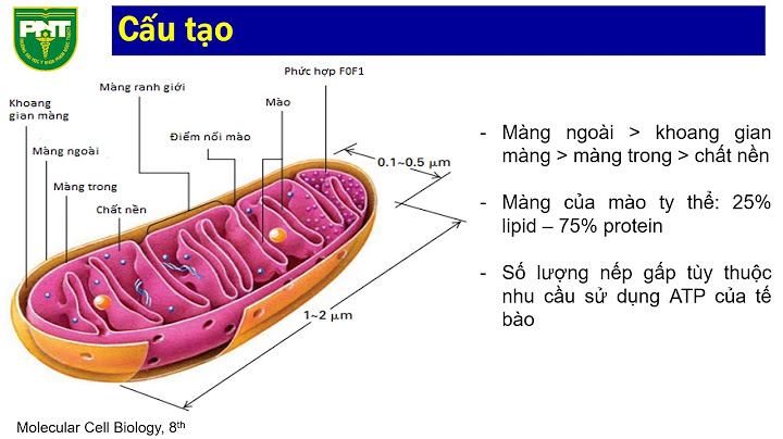 Cấu tạo phù hợp chức năng của ty thể