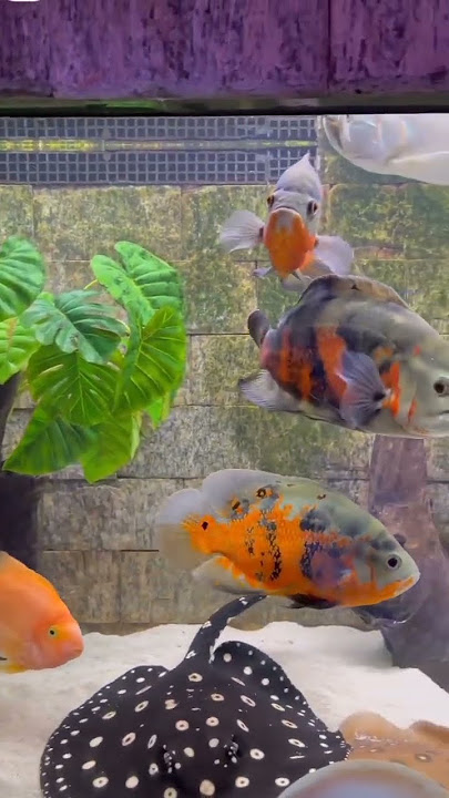 rekomendasi ikan predator yang mudah dipelihara