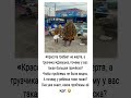 «Красота требует не жертв, а грузчика.» #юмор #шуточное #funny #прикол #ржач #мемас #анекдоты #мем