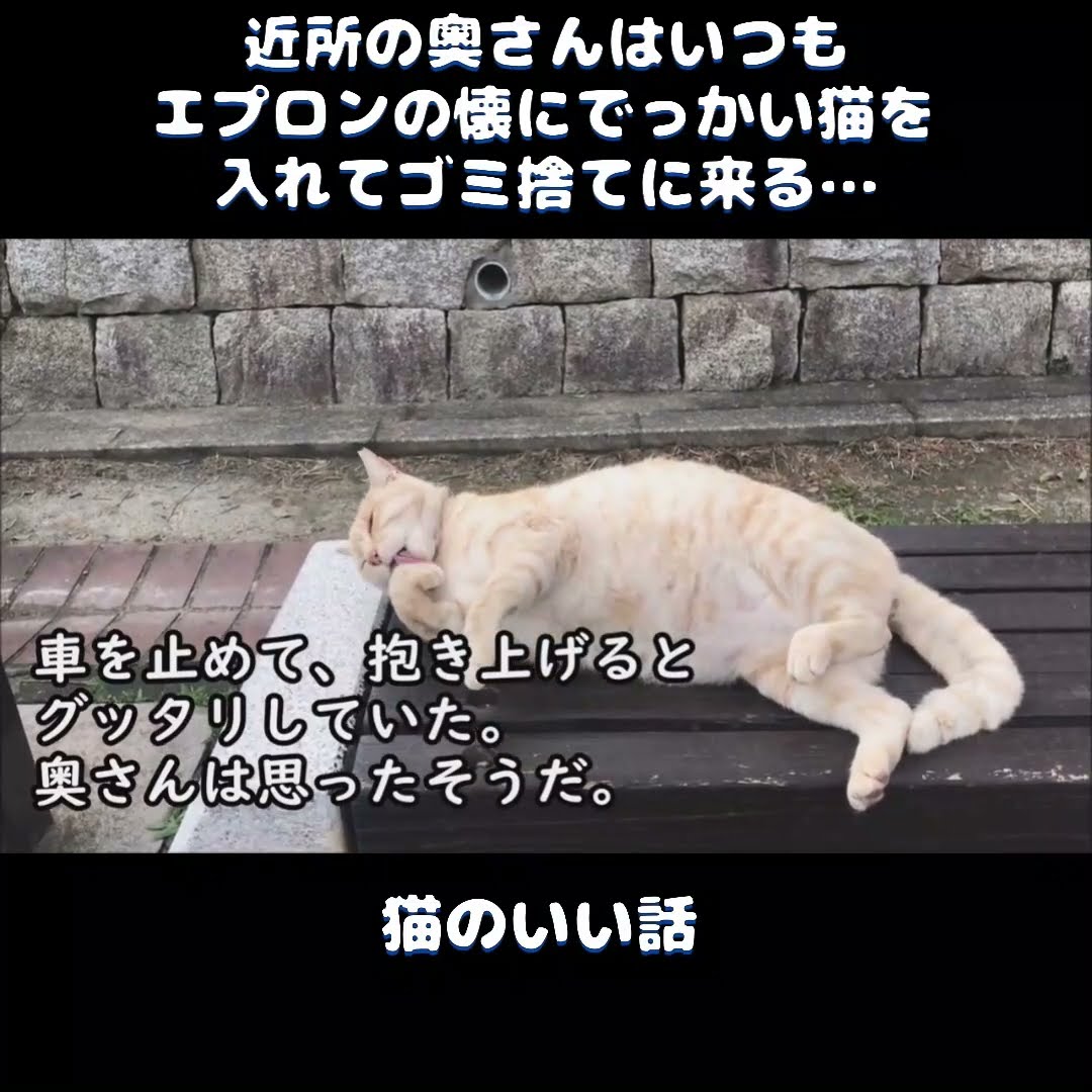 ねこぬこ ねこぬこにゃんこ - YouTube