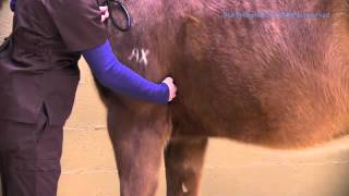How to Take A Horse's Heart Rate with Stethoscope