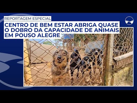 Centro de Bem Estar abriga quase o dobro da capacidade de animais em Pouso Alegre