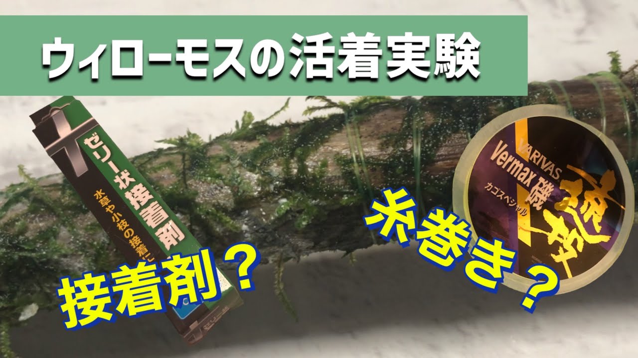 水草飼育 ウィローモスの活着実験 ベストな方法は接着剤か 糸巻きか Youtube 水草飼育 ウィローモスの活着実験 ベストな方法は接着剤か 糸巻きか Youtube