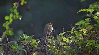 Kızılgerdan / European Robin @trtbelgesel @NatGeoAnimals @NatGeo #birds #birdsong #wildlife 