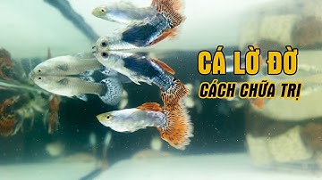 Cá lờ đờ trên mặt nước xử lý như thế nào