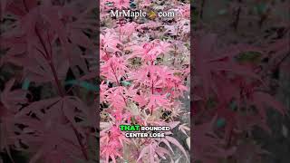 Acer palmatum 'Fireball' Dwarf Japanese Maple