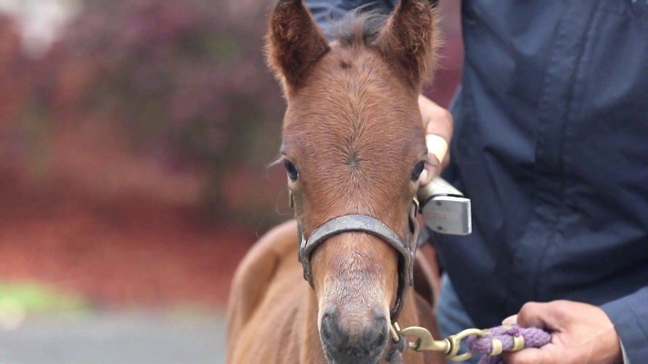 Balai paille de riz, Horse Liberty