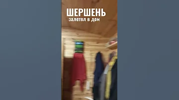 Что делать, если ШЕРШЕНЬ залетел в дом? Обычно он влетает на свет. Выманить  назад с помощью света.