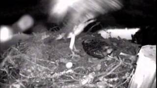 Nelson BC Osprey Arrow gets a little air 5:03am PDT 8-5-2015