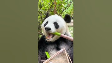 ASMR panda eating bamboo shoots sound | trending tiktok panda eat animal videos