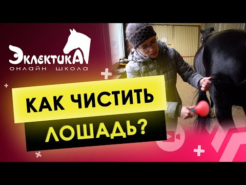 Как чистить лошадь. Онлайн школа Эклектика