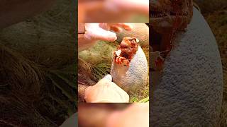 A newborn baby Tyrannosaurus Rex.#shorts #story #jurassicpark #movie #fantasy