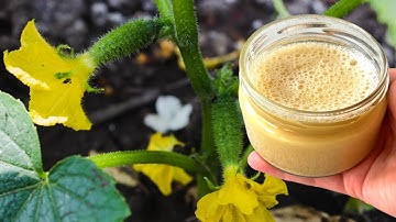 Cucumbers will grow in a moment! Just pour this over the cucumber shoots