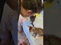 Luka and Luna were 3 months #luka #luna #cat #cute @Bai-JiaTW