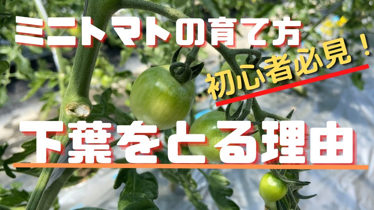 ミニトマトの育て方 下葉をとる理由 とり方 初心者必見 Youtube