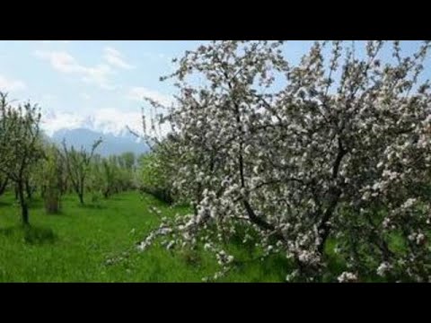 Video: ¿Las manzanas son de Kazajstán?