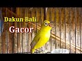 Pleci Dakun Bali Gacor fishing rod