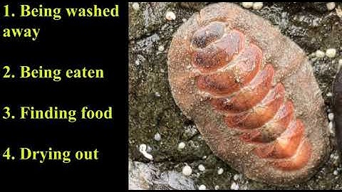 Introduction-Intertidal Adaptations Series