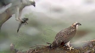 Louis the Loch Arkaig Osprey brings a second fish, no one wants it so he takes it away 25 Jul 2020