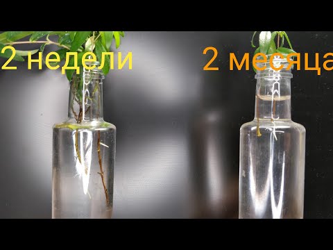 Мирт, как не